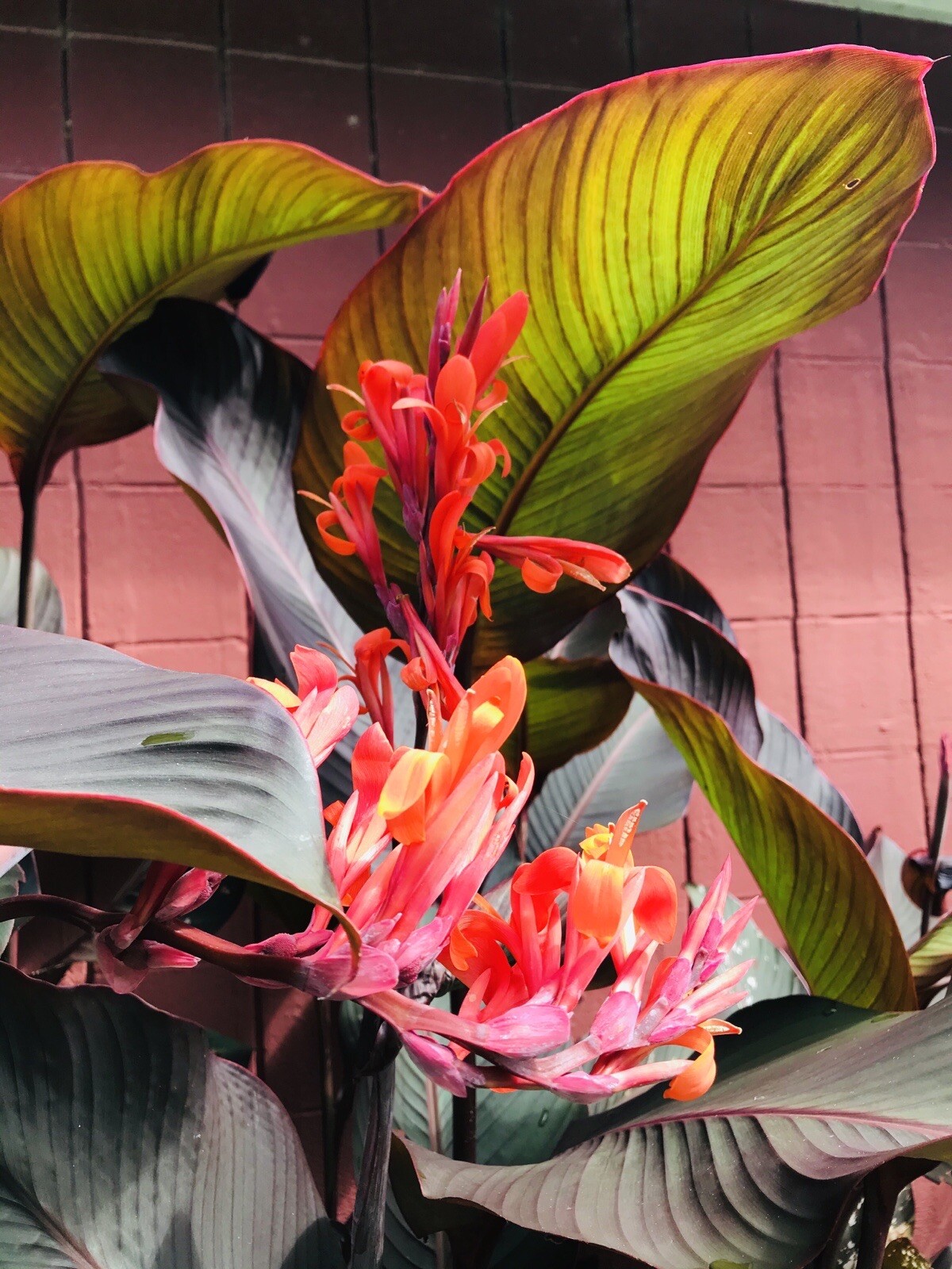 3 Canna Lily Bulbs Red Flowers Tall Plants Purple Bronze Leaf Large Rhizomes