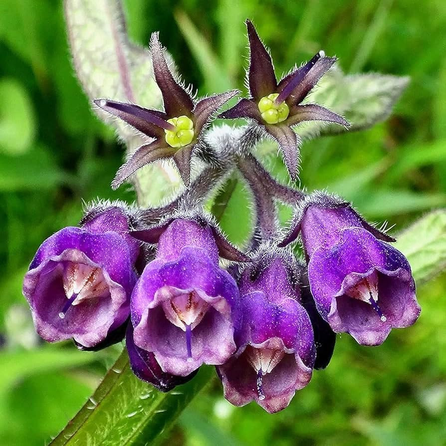 80+ Seed Symphytum Officinale Comfrey Herb Plant Seeds for Planting Heirloom Non