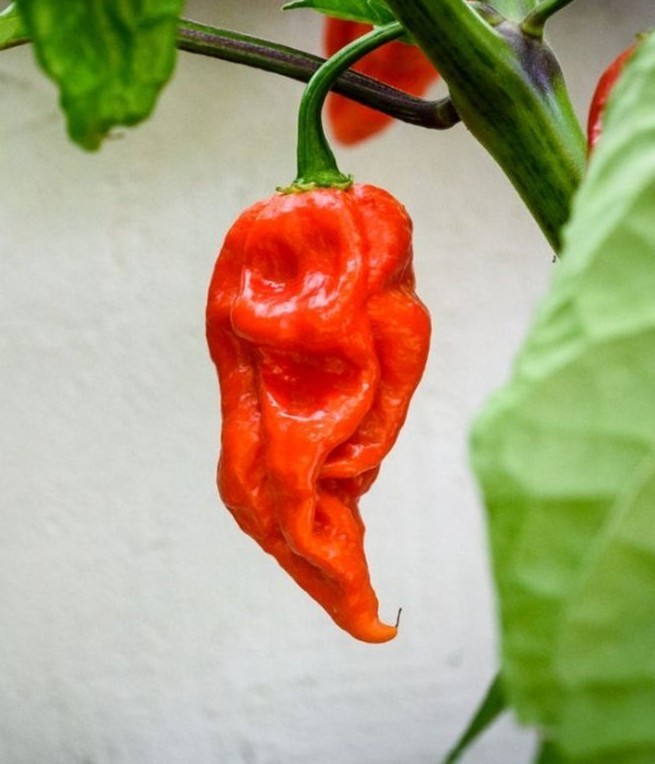 25 Choice Harvested Fresh Super-Hot Bhut Jolokia Red Premium Pepper Seeds-B 05