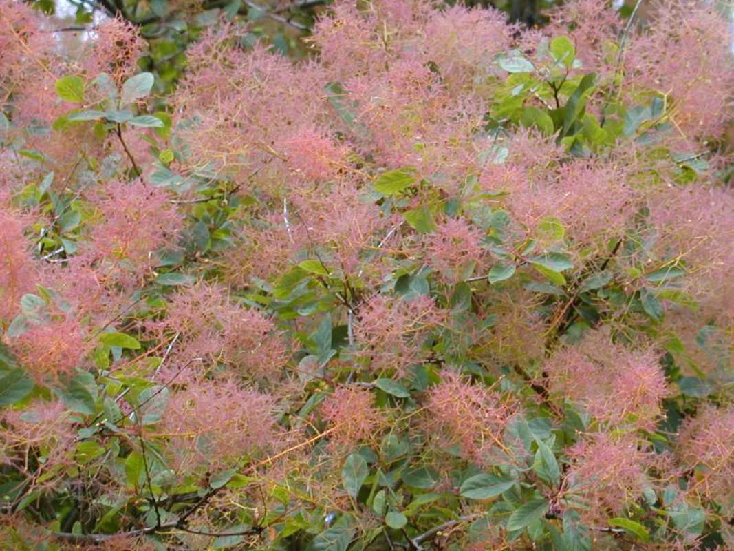 1-1000 PCS Purple Smoketree Tree Seeds Cotinus Coggygria Purpureus Flower 0155