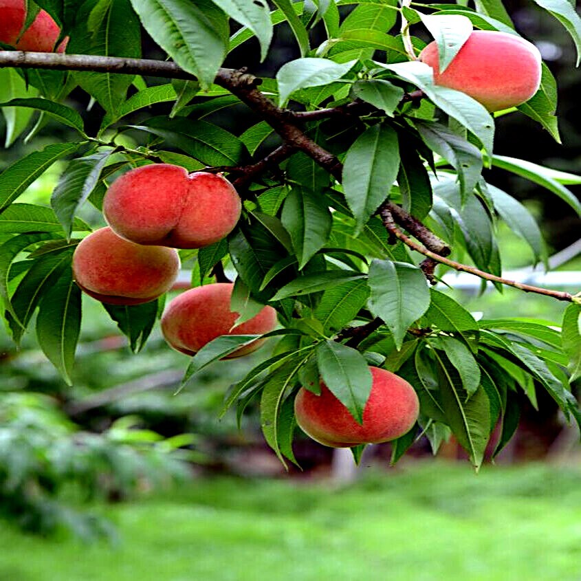 Peach Tree Seeds Dwarf Loring NEMAGUARD (Prunus persica) Fast Hardy Fruit Plant