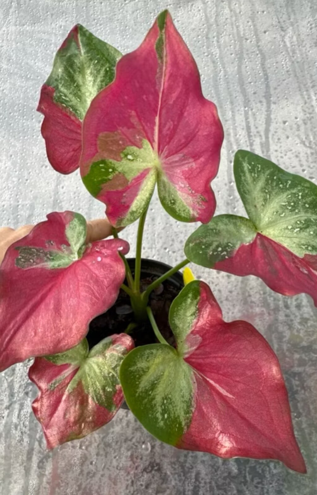 AUTHENTIC Caladium Shycool 1 bulbs