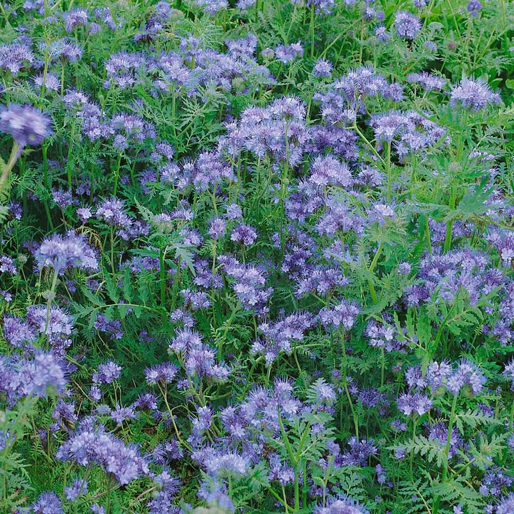 LACY PHACELIA Lavender Cover Crop Loves Heat Pollinators Bees Non-GMO 1000 Seeds