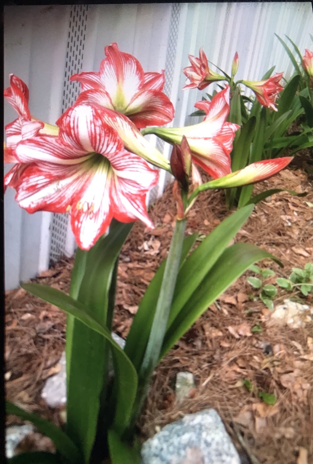 Amaryllis 3 Bulbs White with Red Stripes Outdoor Type Various Sizes