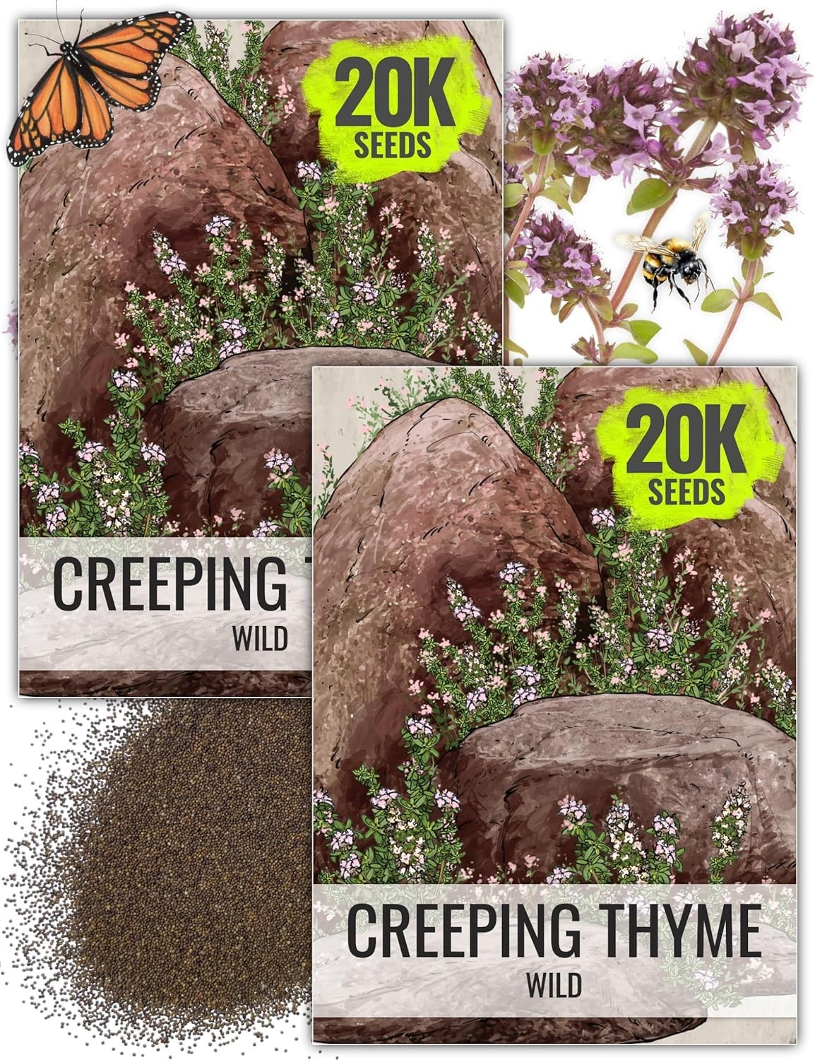 Heirloom Wild Creeping Thyme Seeds – Attractive Purple Flower Groundcover