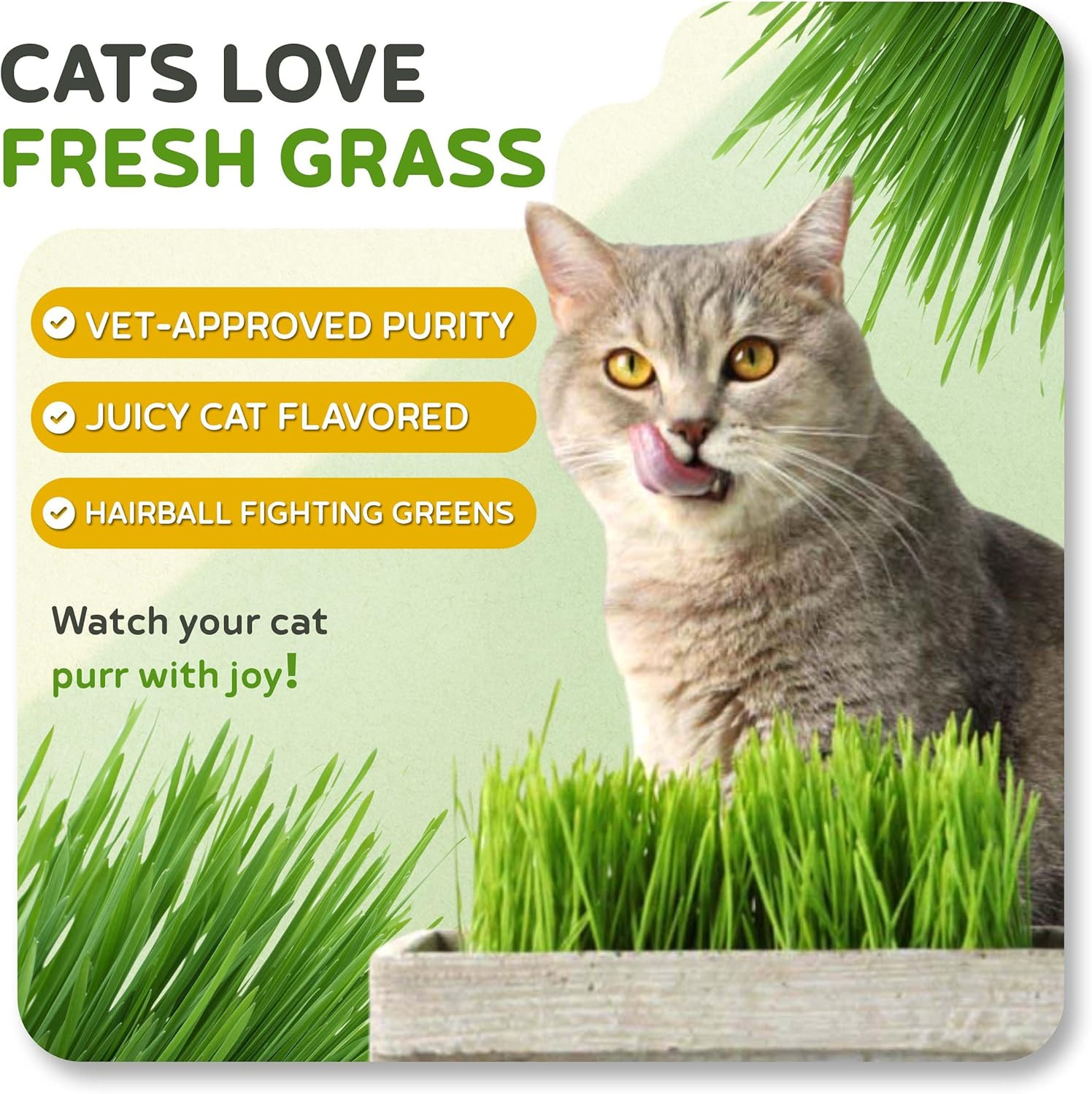– Cat Grass for Indoor or Outdoor Cats, 1Lb Wheatgrass – Premium, 100% Chemic…