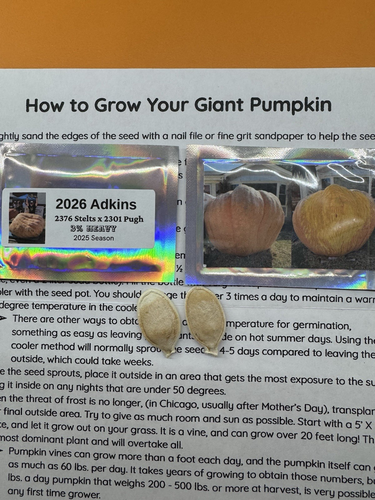 2 Atlantic Giant pumpkin Seeds from our own 2026 pound state champion winner!!!