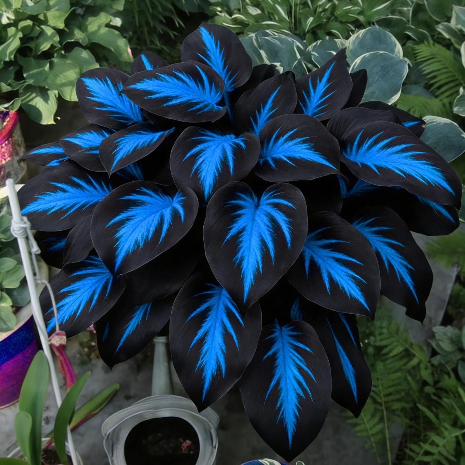 Hosta Seeds for Planting, 290+pcs Rare Perennial Hosta Flower Seeds Plants, N…