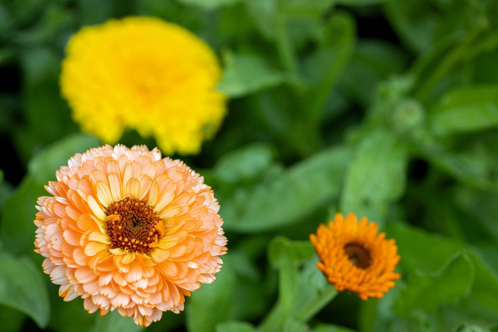 500 Mixed Colors FANCY MIX Pot MARIGOLD Calendula Officinalis Flower Seeds
