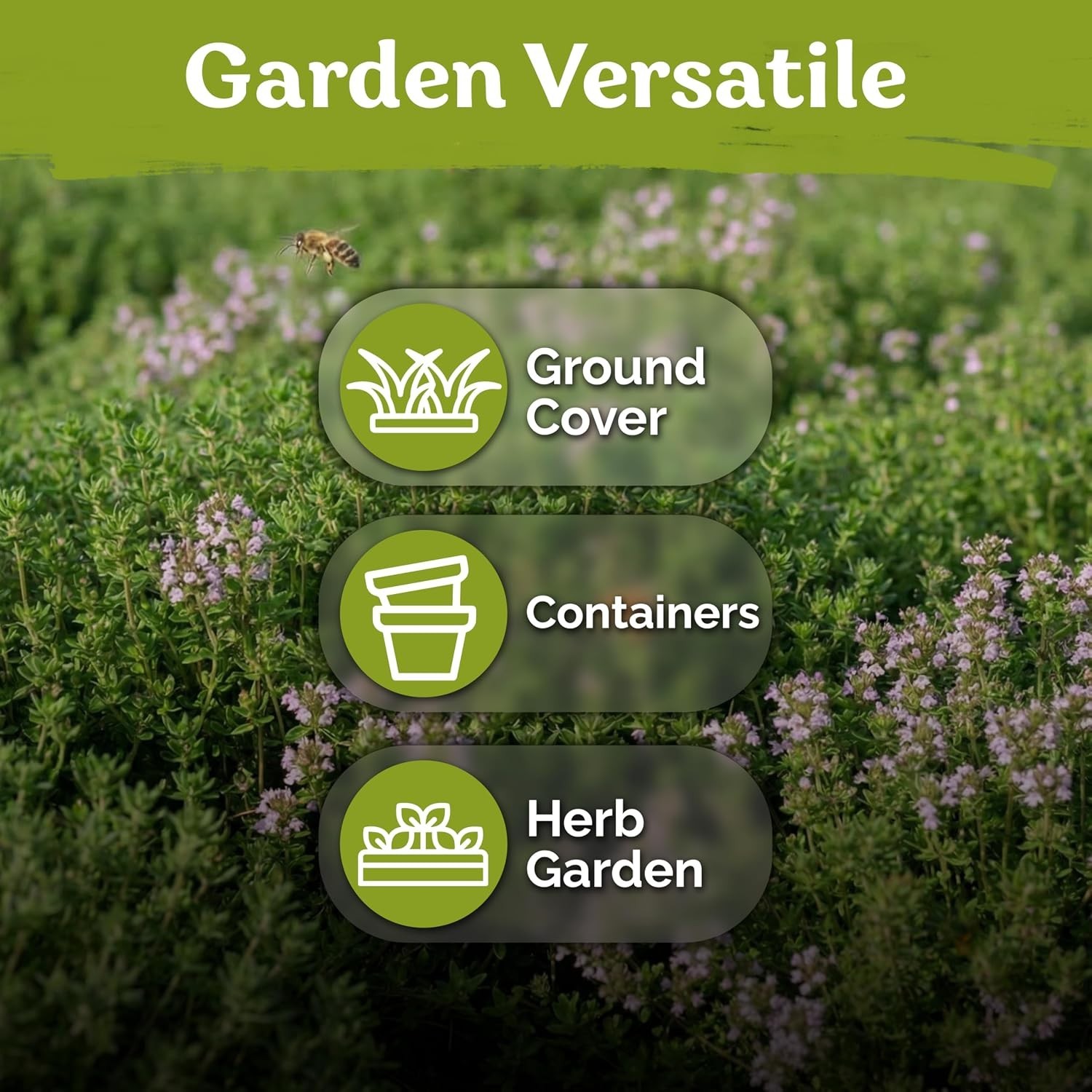 500 GMO-Free Lemon Thyme Seeds – Aromatic Ground Cover & Pollinator Friendly