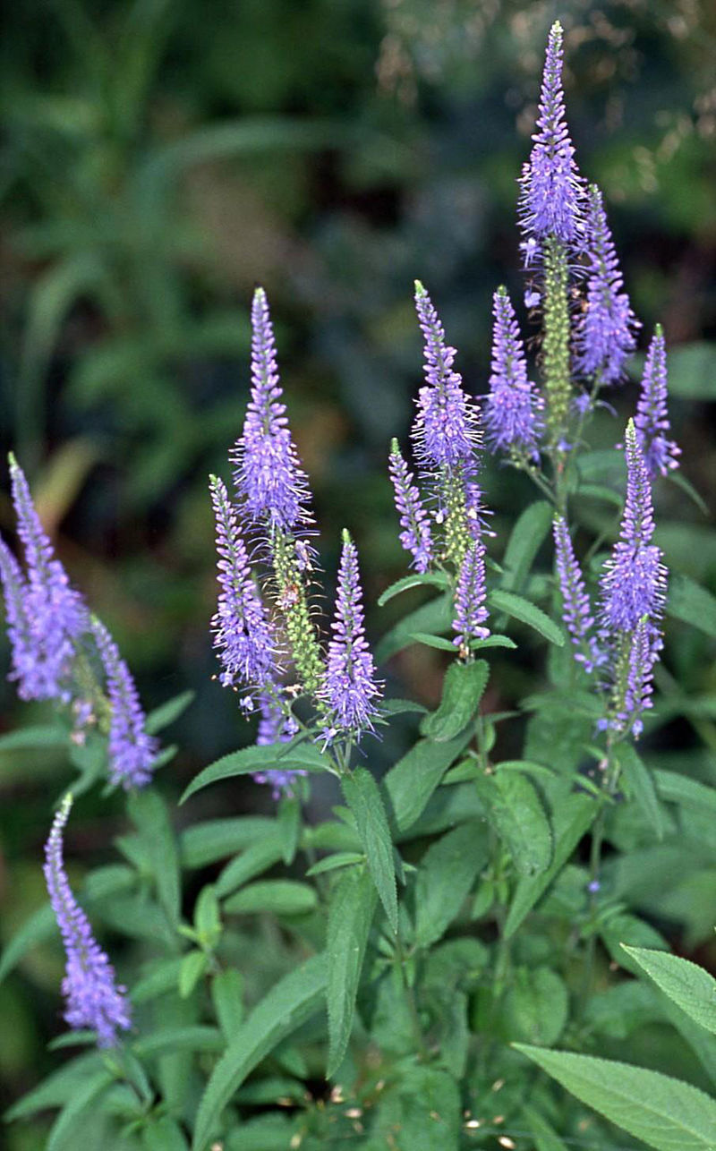 BLUE VERONICA LONGIFOLIA, 100 SEEDS, LONG LEAF SPEEDWELL, USA SELLER