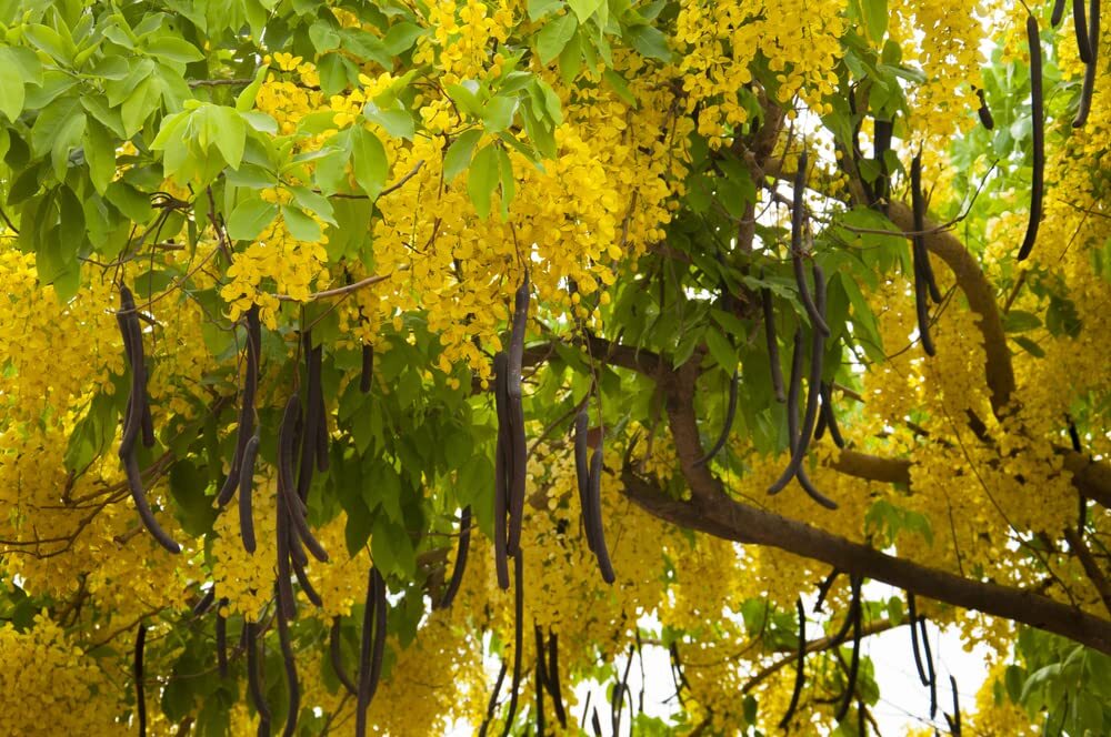 Golden Shower Tree Seeds for Planting (30 Seeds) – Stunning Weeping Yellow Bloom