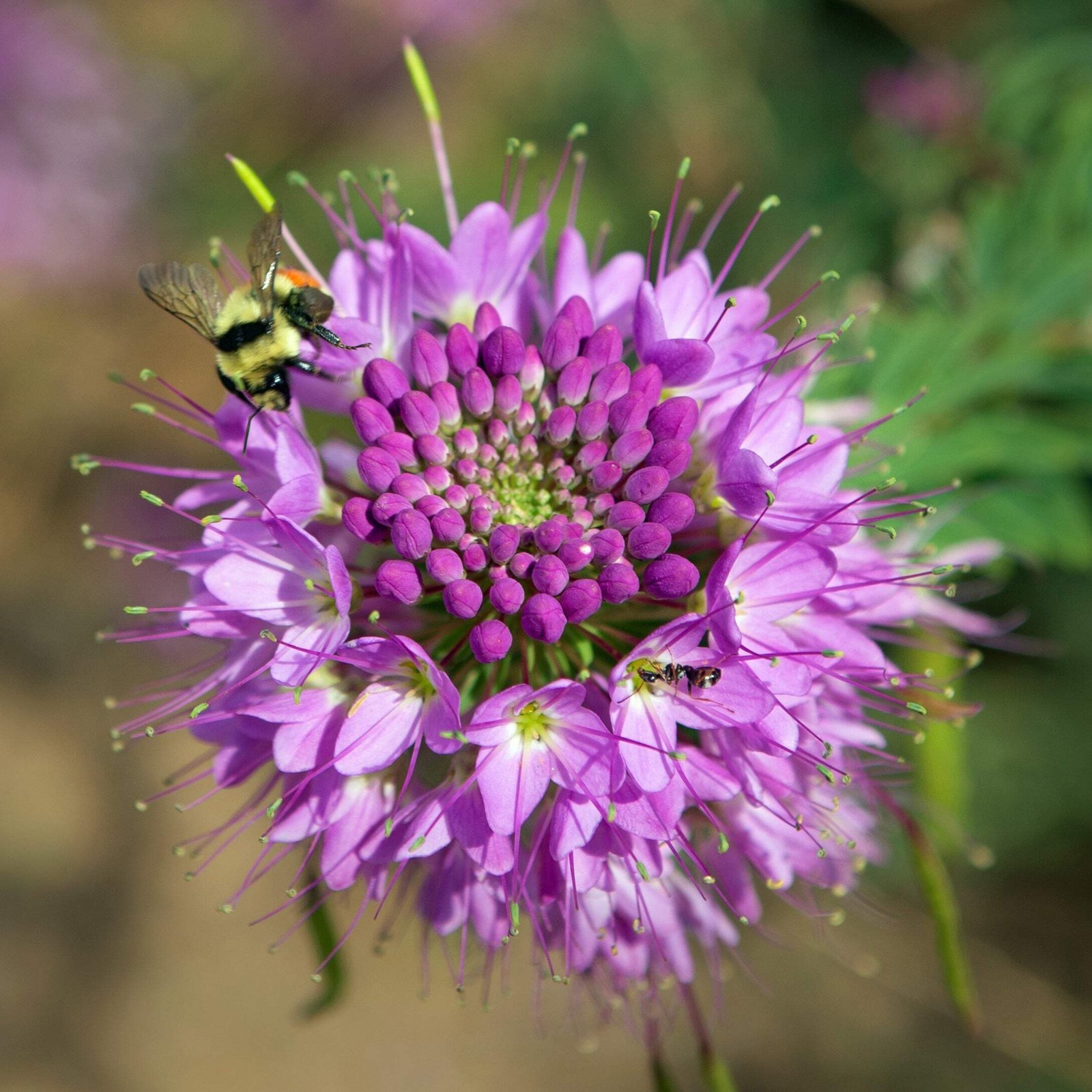 Rocky Mountain Bee Plant Seeds (Cleome serrulata) ~Native Wildflower Garden