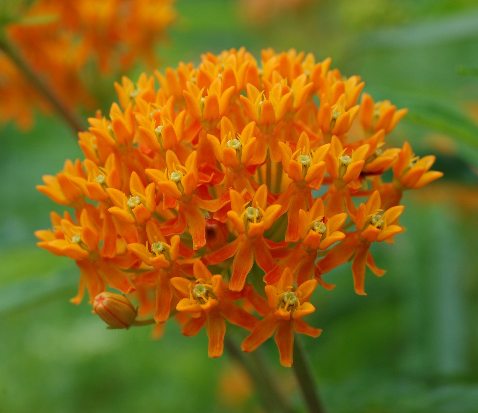 Butterfly Milkweed Seeds Texas Native Seeds Asclepias Tuberosa Pollinator Seeds