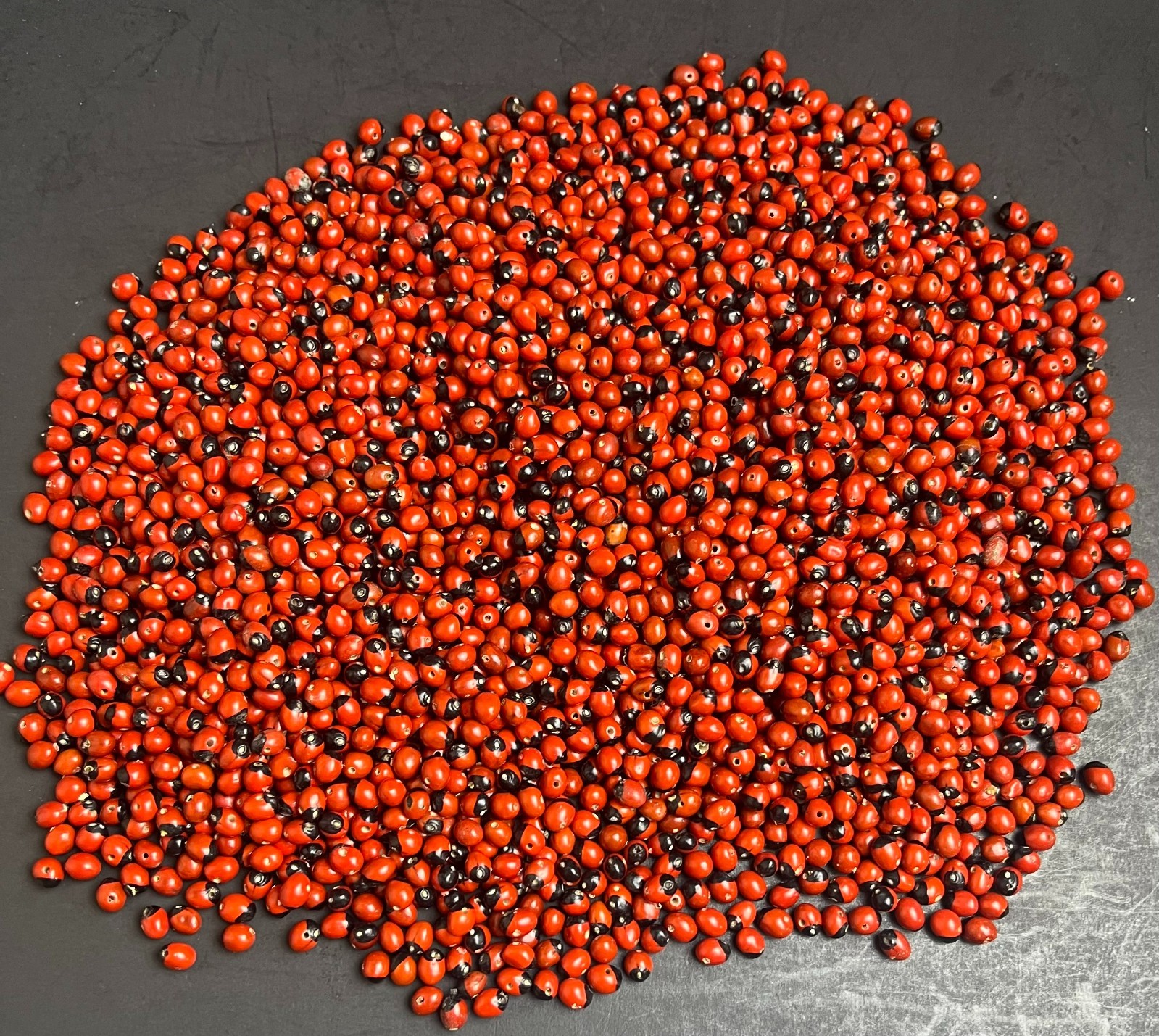 Lot of 100 New Baby Huayruro Seeds Red and Black Drilled 5 to 6 mm