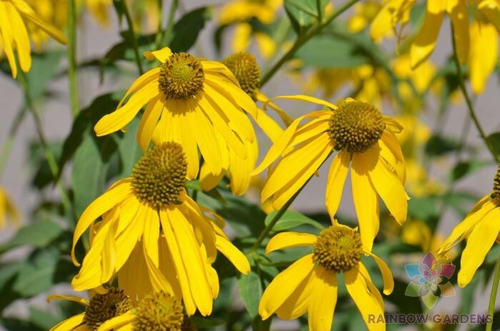 200+ Cutleaf Coneflower Rudbeckia Seeds for Garden – USA – FREE SHIPPING!