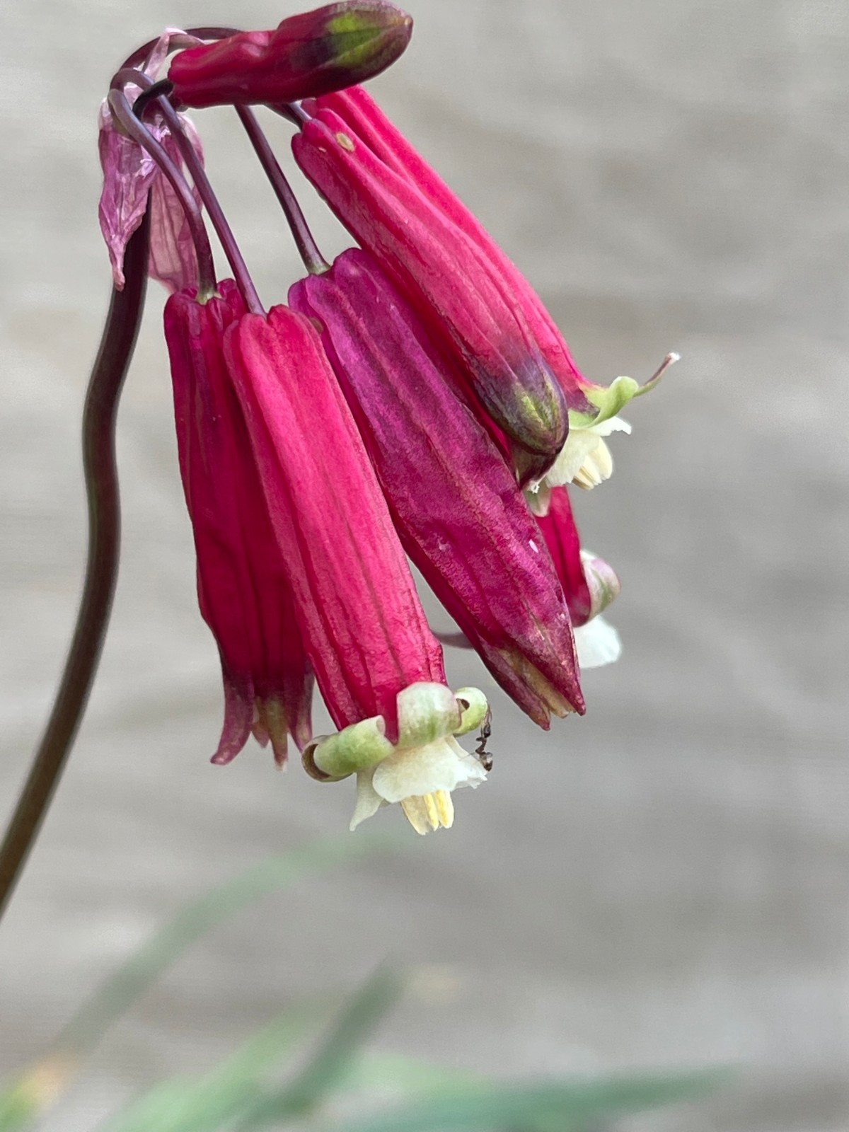 Bulbs B, CHOOSE 2: Brodiaea california, elegans, Dichelostemma, Dipterostemon