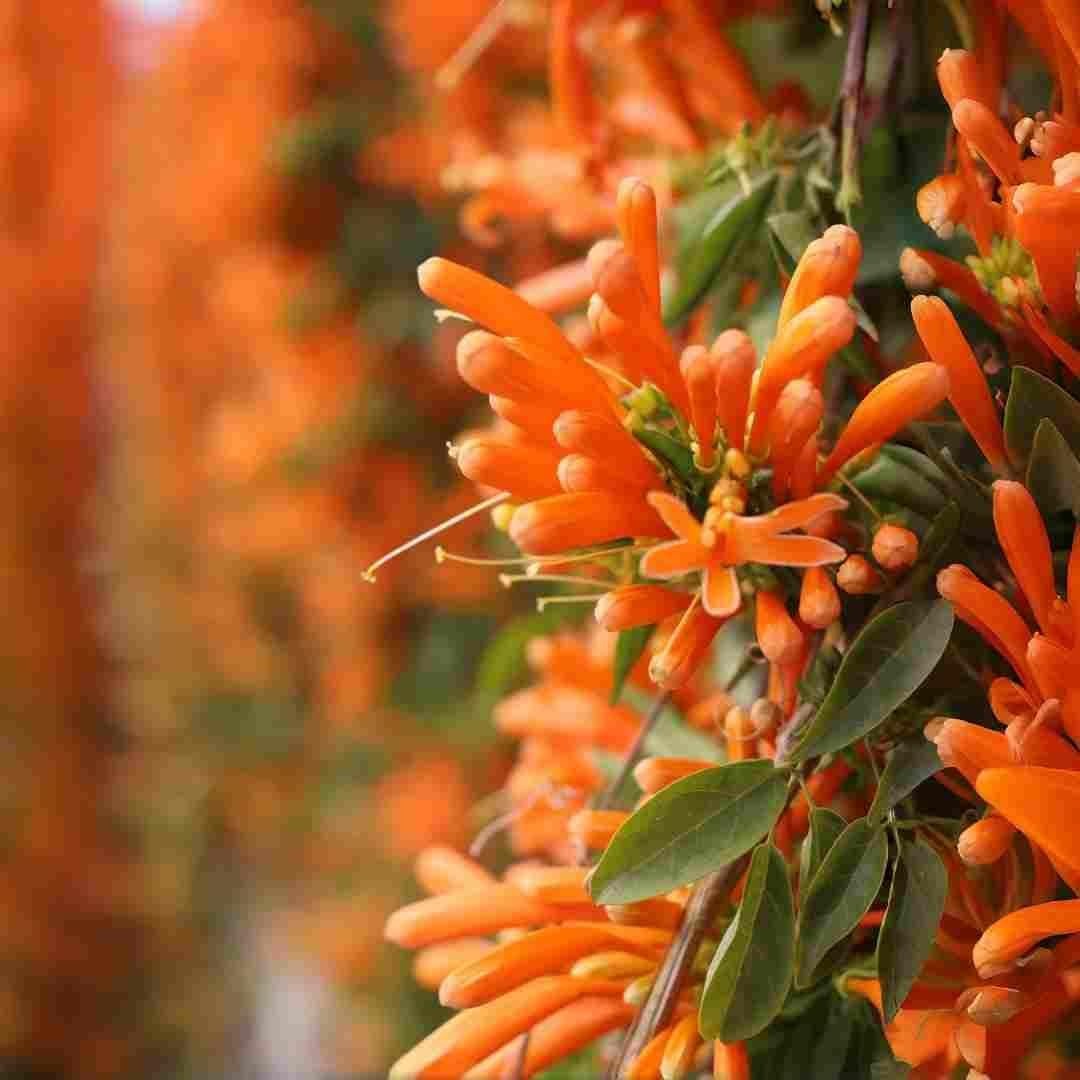 100 Count Pyrostegia Venusta Flower Seeds Firecracker Cigar Plant – Perennial Fa
