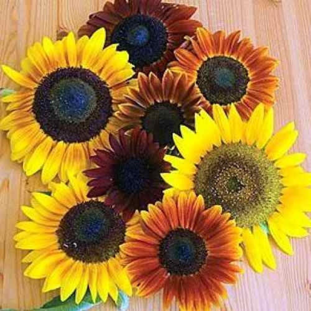 75+AUTUMN BEAUTY SUNFLOWER MIX Flower Seeds Fall Colors Native Wildflower Easy