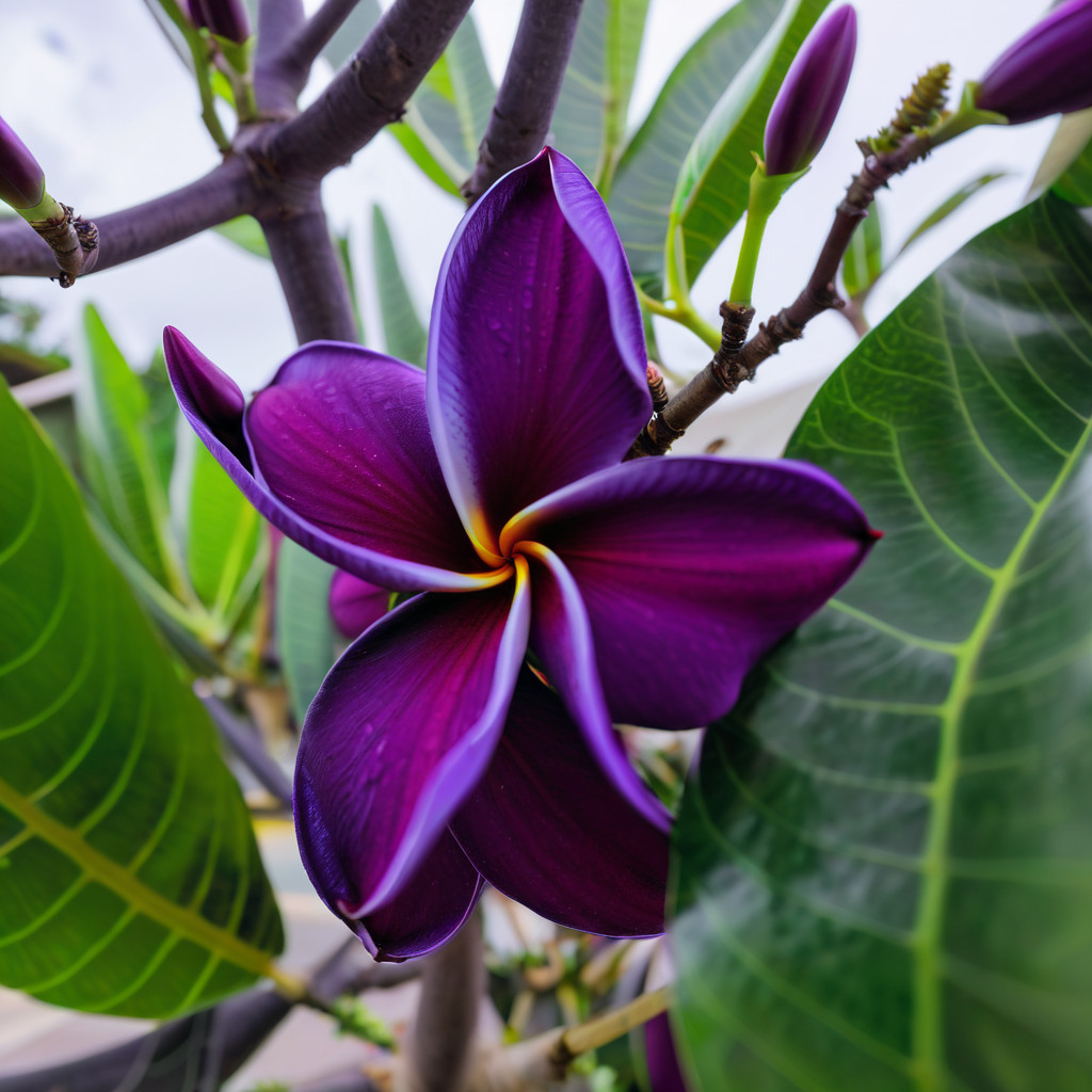 5 Plumeria Seeds Perennial Flowers Flower Frangipani US SELLER “Dark Purple”