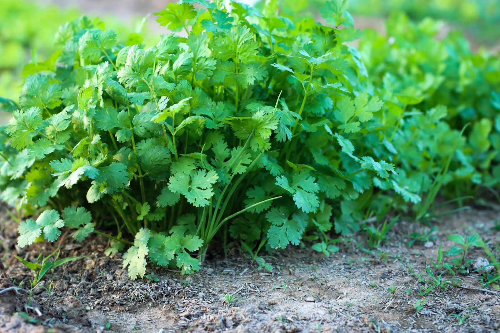 100 FIESTA GREEN CILANTRO / CORIANDER Coriandrum Sativum Herb Vegetable Seeds