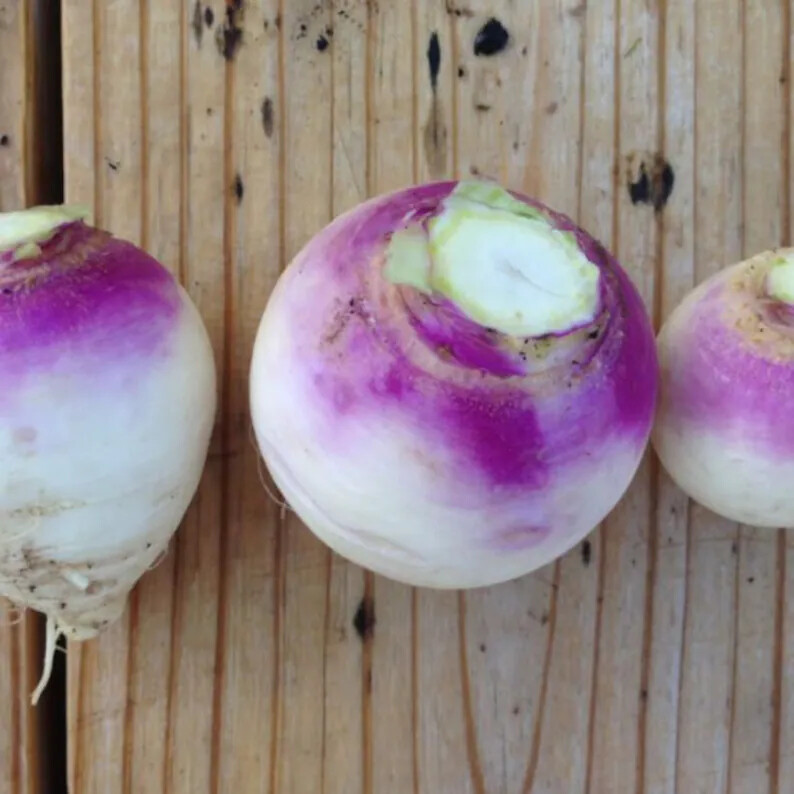 2000+ TURNIP SEEDS PURPLE TOP WHITE GLOBE NON-GMO HEIRLOOM VEGETABLE SPRING USA