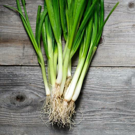 100 WHITE LISBON GREEN BUNCHING ONION SEEDS or SCALLION,
