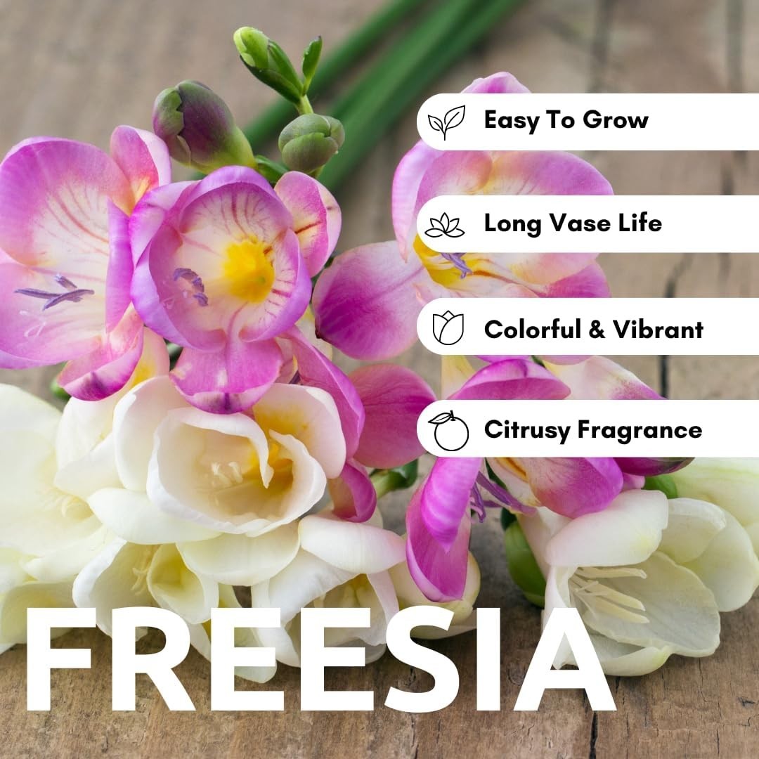 10 Freesia Bulbs – Beautiful Mixed Colors for Outdoor & Container Growth