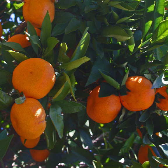 Citrus reticulata ARCTIC FROST MANDARIN ORANGE – COLD HARDY Tree SEEDS!
