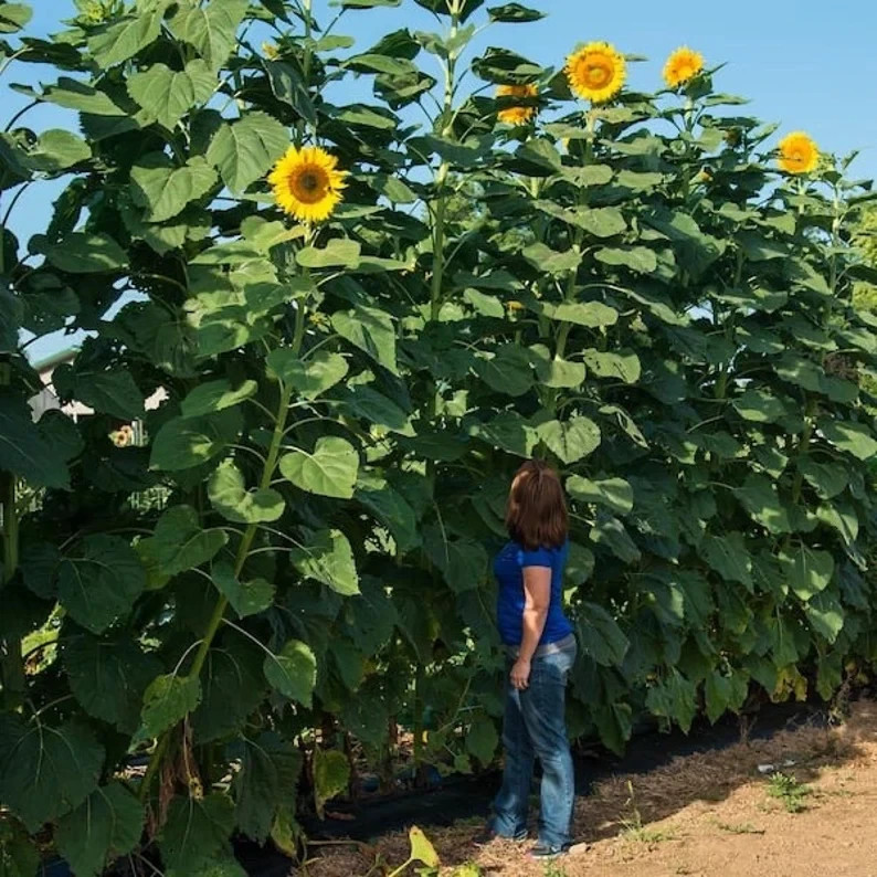 100 – 125 Mammoth Sunflower Seeds