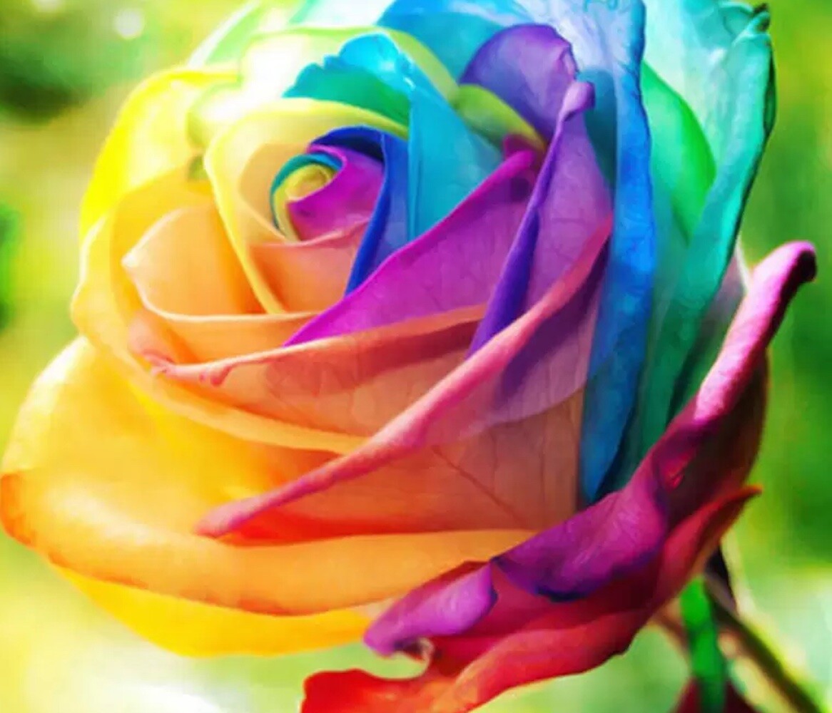 25 RARE RAINBOW ROSE SEEDS perennial hybrid tea flower garden USA SELLER W/TRACK