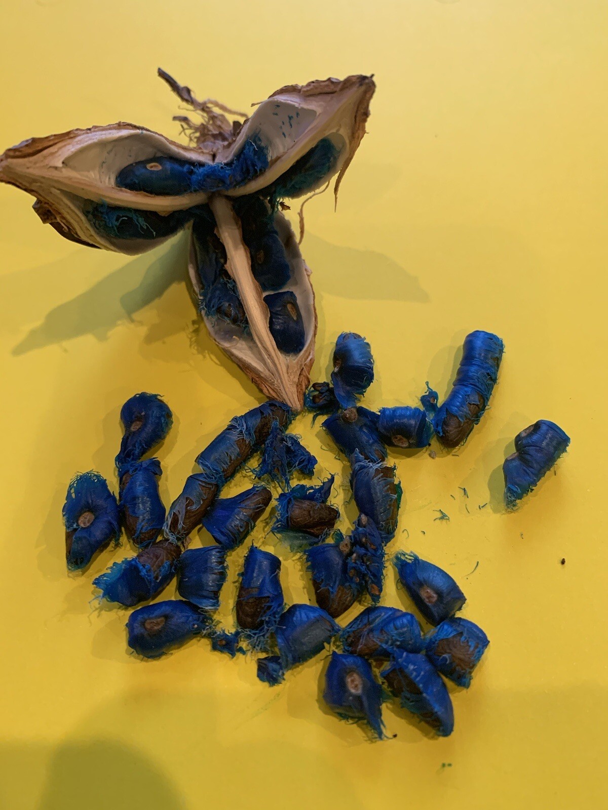 20 Traveler’s Palm Seeds