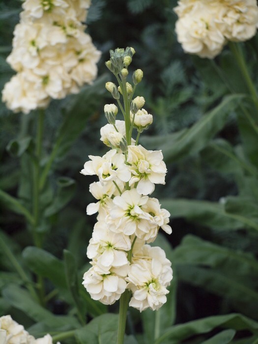 Stock Variety: Cherry Blossom, Lavender Blue, Yellow, Apricot, Purple, Ruby