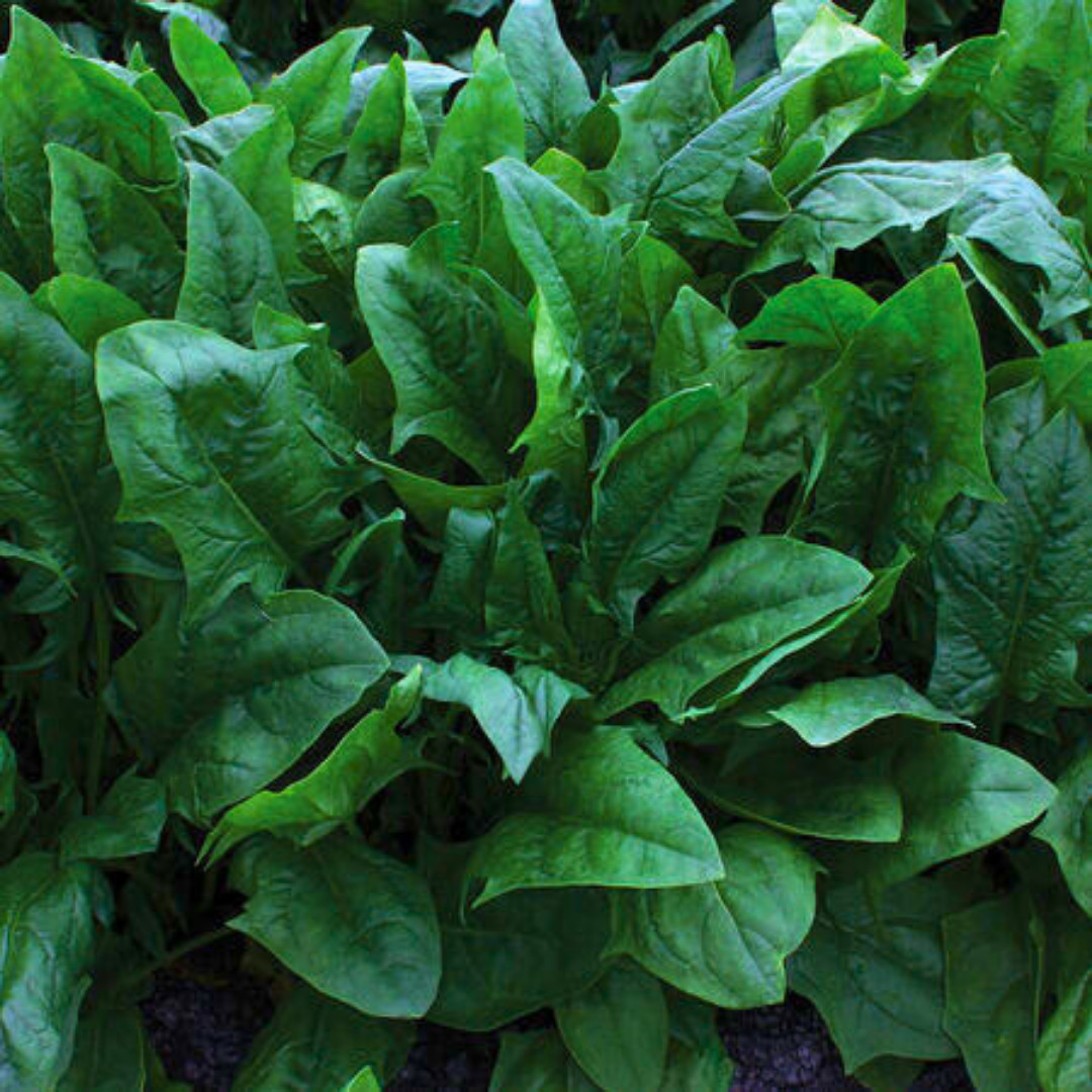 Fresh Green Arrow Spinach Seeds | Heirloom Non-GMO | Asian Vegetables