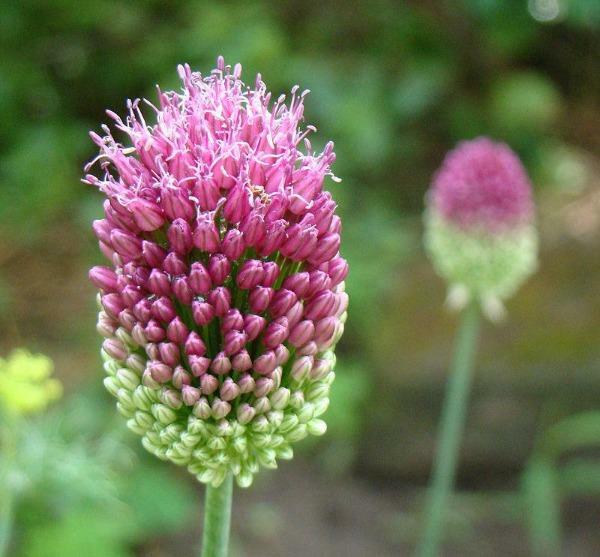 Allium sphaerocephalon | Round-headed leek or garlic | Ball-head Onion | 10 Seed
