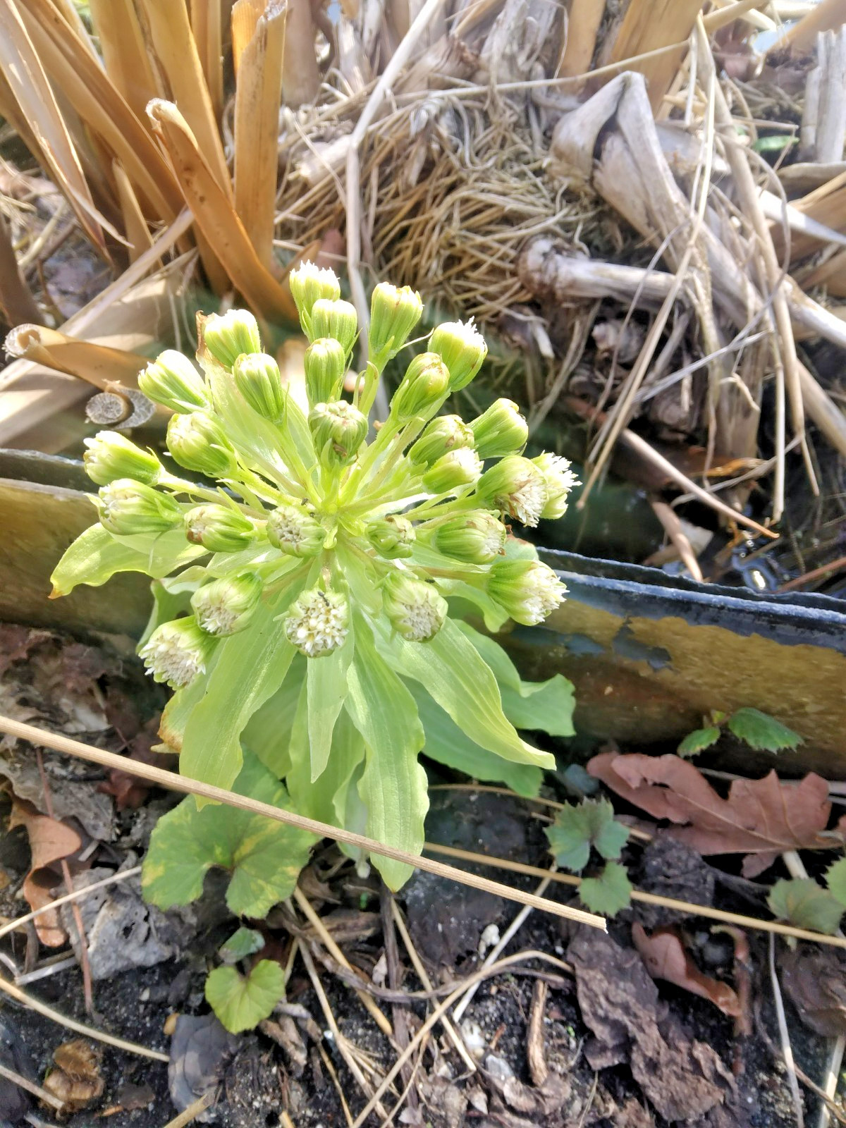20 VARIEGATED BUTTERBUR SEEDS ( Petasites vulgaris ) – ( 1+ foot wide leaves )