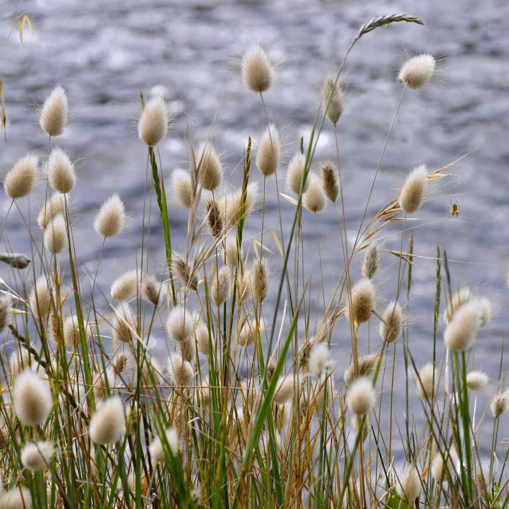 1000 Seeds Lagurus Ovatus Drought Tolerant Bunny Tails xeriscape Ornamental