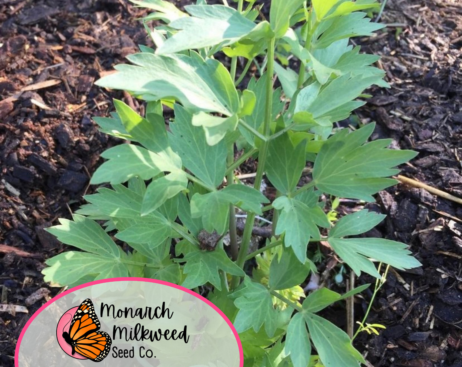550+ Lovage Herb Seeds | Perennial Herb Gardening Seed Packet, Free Shipping USA