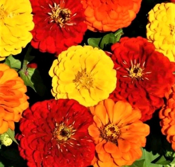 20+Beautiful Lava Lamp Zinnia Seeds Usa Seller