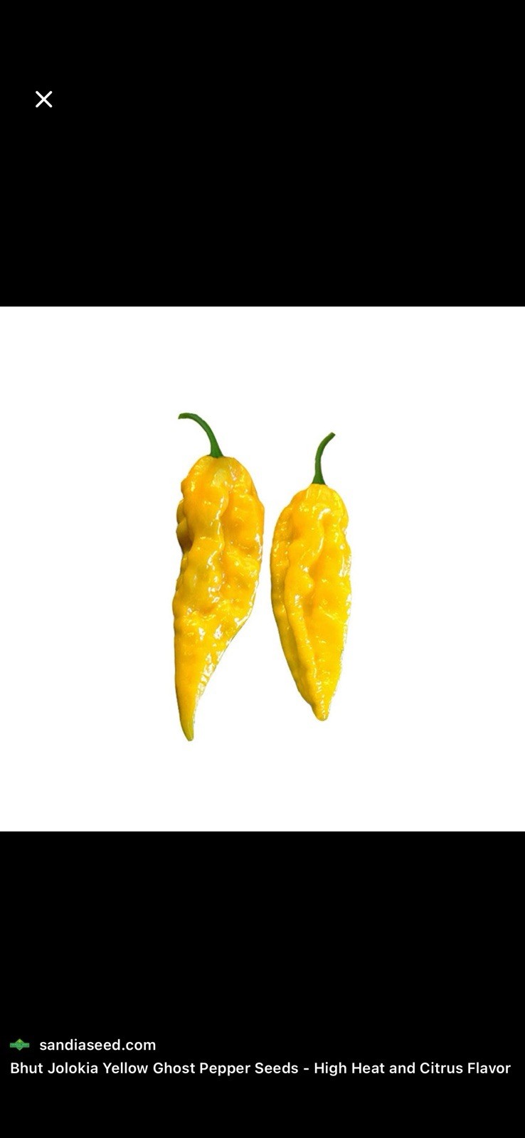 5 Brut Jolokia Yellow Pepper Plants