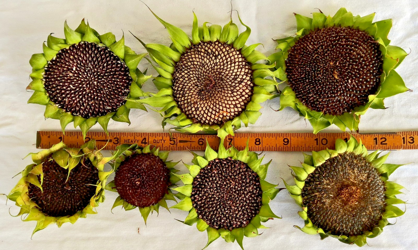 Lot of 8 Dried Sunflower Heads 2-3″ for Pets Birds Crafts Etc Pesticide Free