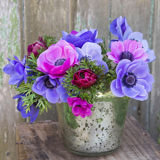 Anemone de Caen Blue Poppy and Rose ,Red Colors 30 seeds