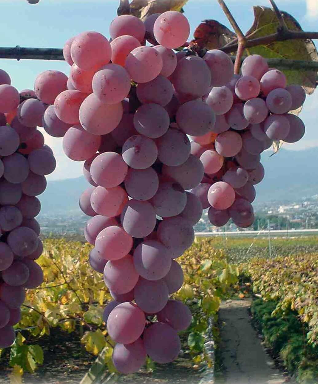 Koshu grape-Japanese- 5 cuttings, no roots