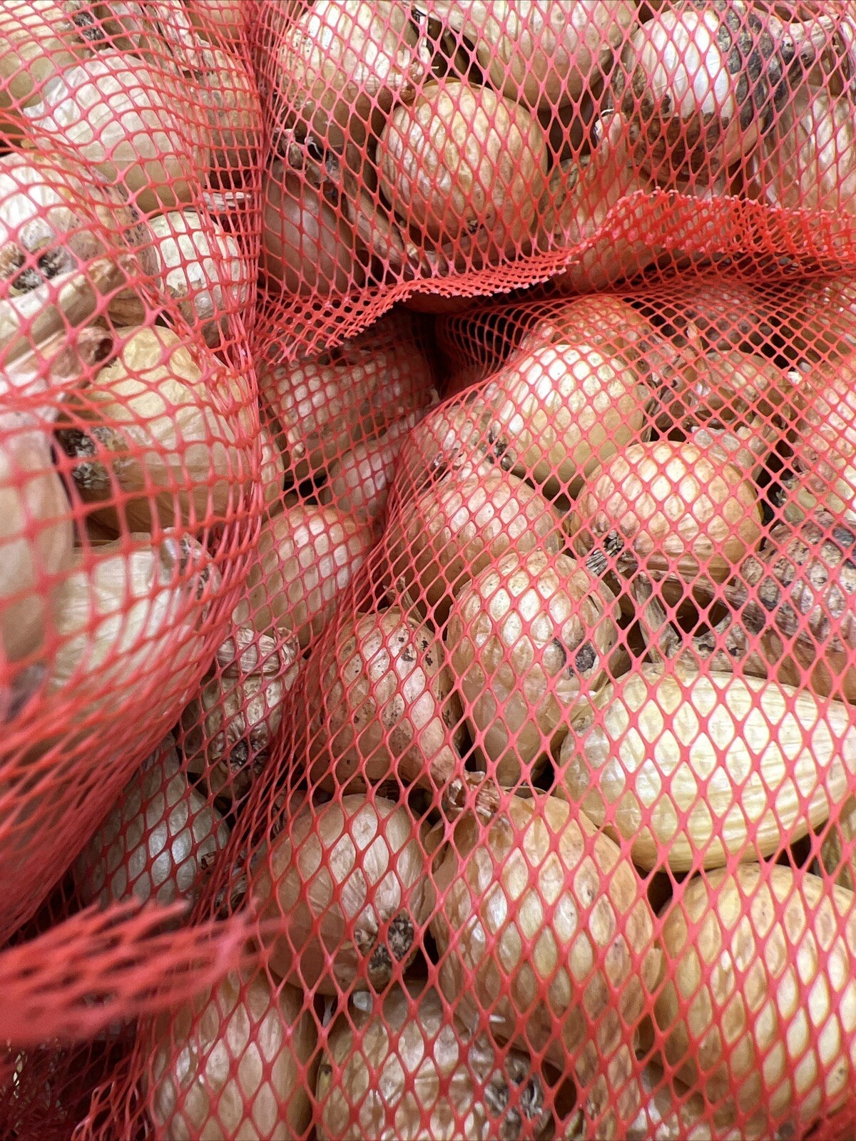 25 Super Sweet Candy Onion Sets Bulb Vidalia Yellow