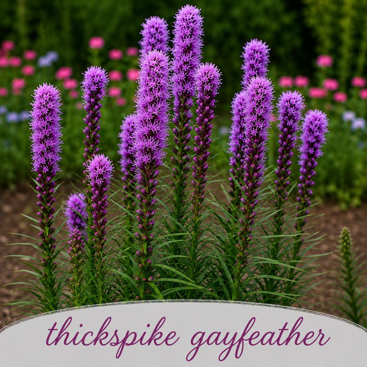Mini Native Tall Bird Lovers Seed Mix | Prairie Legacy Inc.