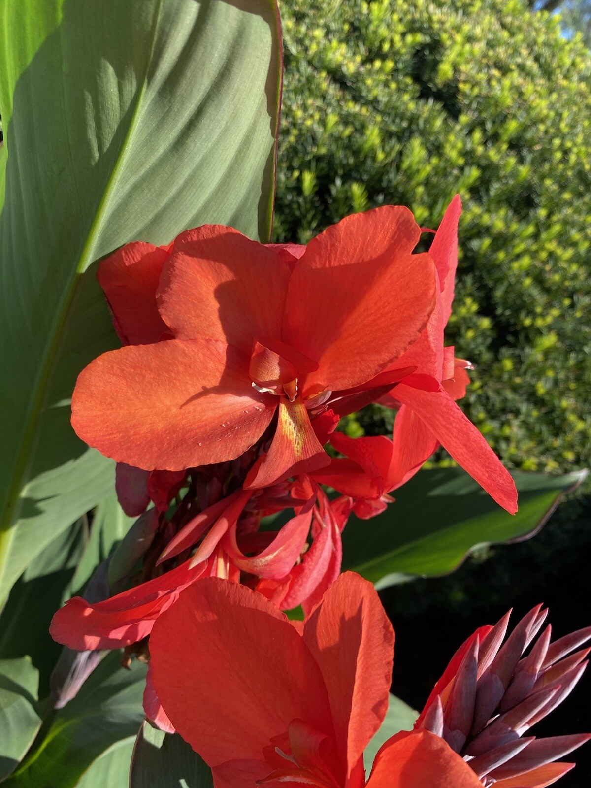 Red Canna Hawaiian Bulbs Big Red Flower Lot Of (3)Tropical Plants 6′-8′ Organic