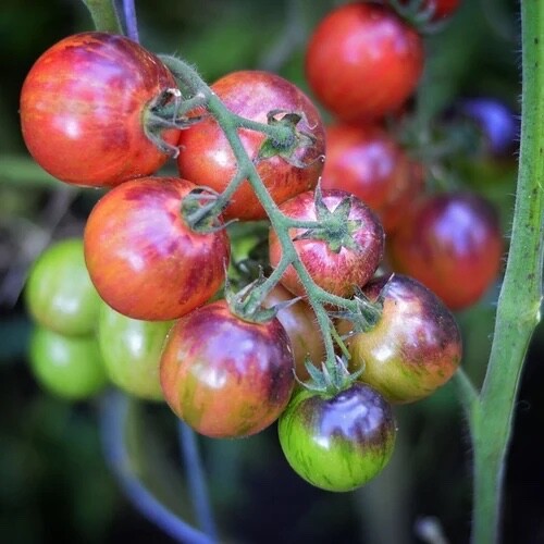 15 BLACK Strawberry Tomato Seeds | Heirloom