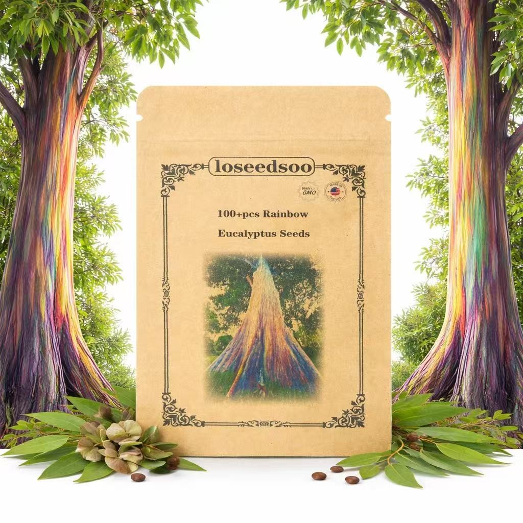 Rainbow Eucalyptus Seeds for Planting – 100+ Eucalyptus deglupta Tree Seeds, Col