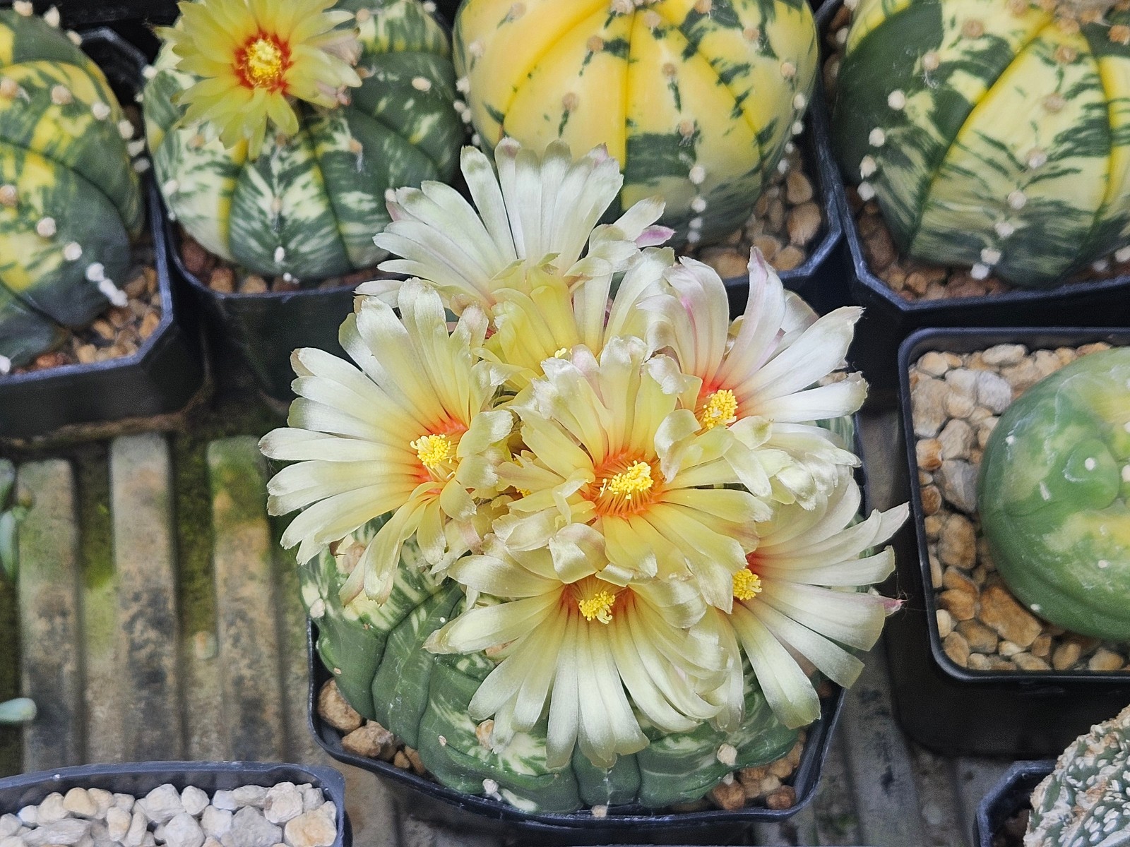 Astrophytum asterias “Mixed Cultivar” 100 Seeds