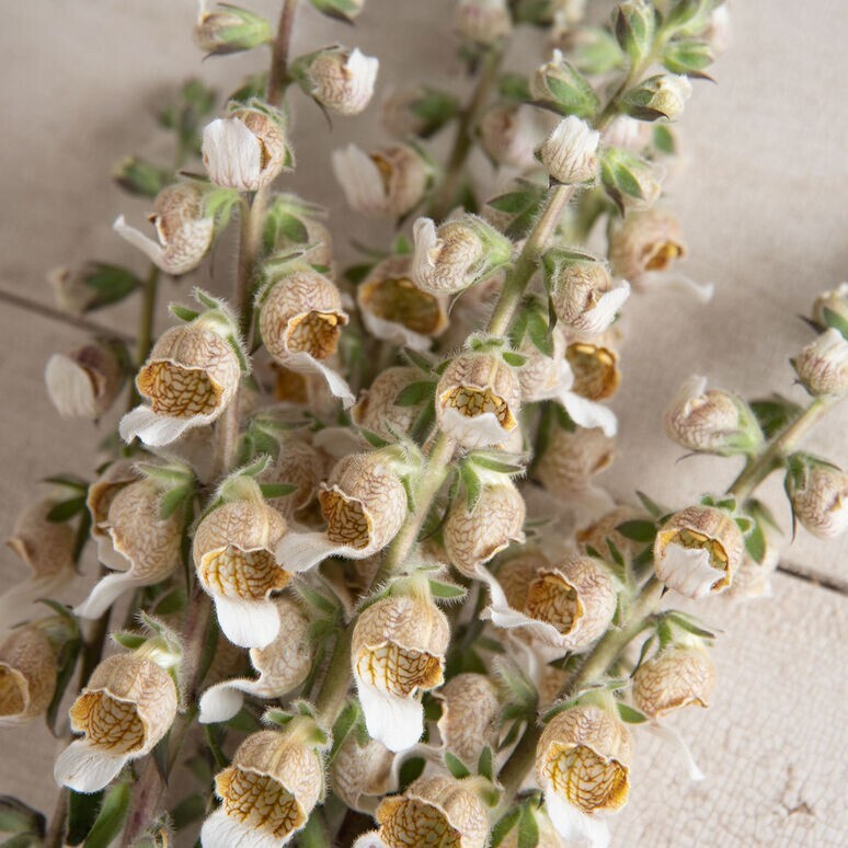 40+ Cafe Creme Digitalis seeds